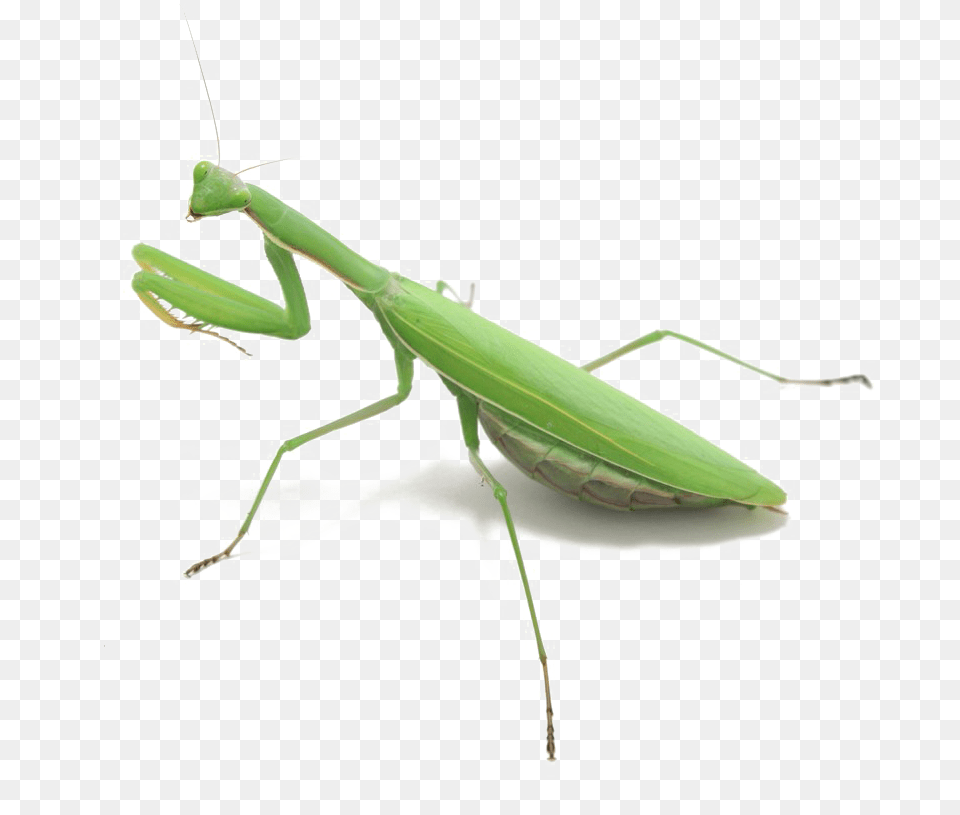 Mantis Photo Mantis, Animal, Insect, Invertebrate Png Image