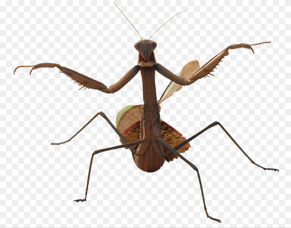 Mantis Photo Water Beetle With Long Legs, Animal, Insect, Invertebrate, Cricket Insect Png