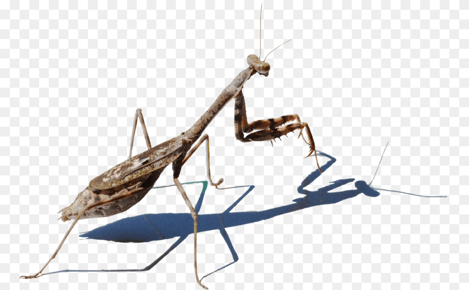 Mantis Picture Mantis, Animal, Insect, Invertebrate, Cricket Insect Free Transparent Png