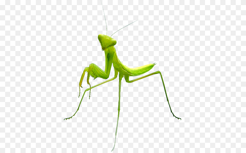 Mantis Praying Mantis, Animal, Insect, Invertebrate Png