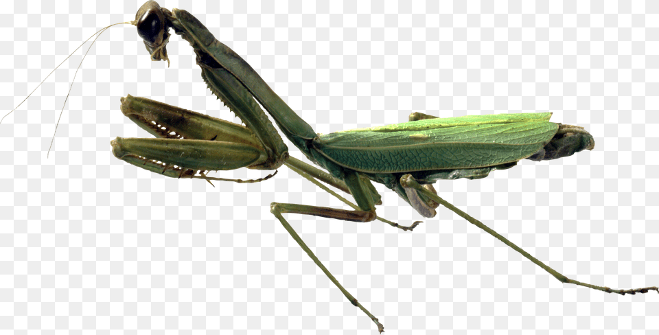 Mantis Praying Mantis And Grasshopper Difference, Animal, Insect, Invertebrate, Cricket Insect Png Image