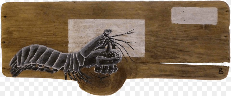 Mantis Shrimp, Wood, Animal, Insect, Invertebrate Png Image