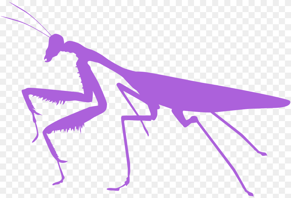 Mantis Silhouette, Animal, Insect, Invertebrate, Fish Free Png