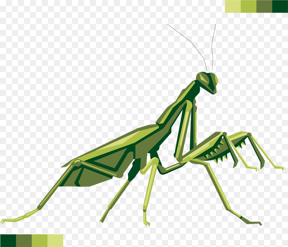 Mantis Transparent Praying Mantis, Animal, Insect, Invertebrate, Spider Png