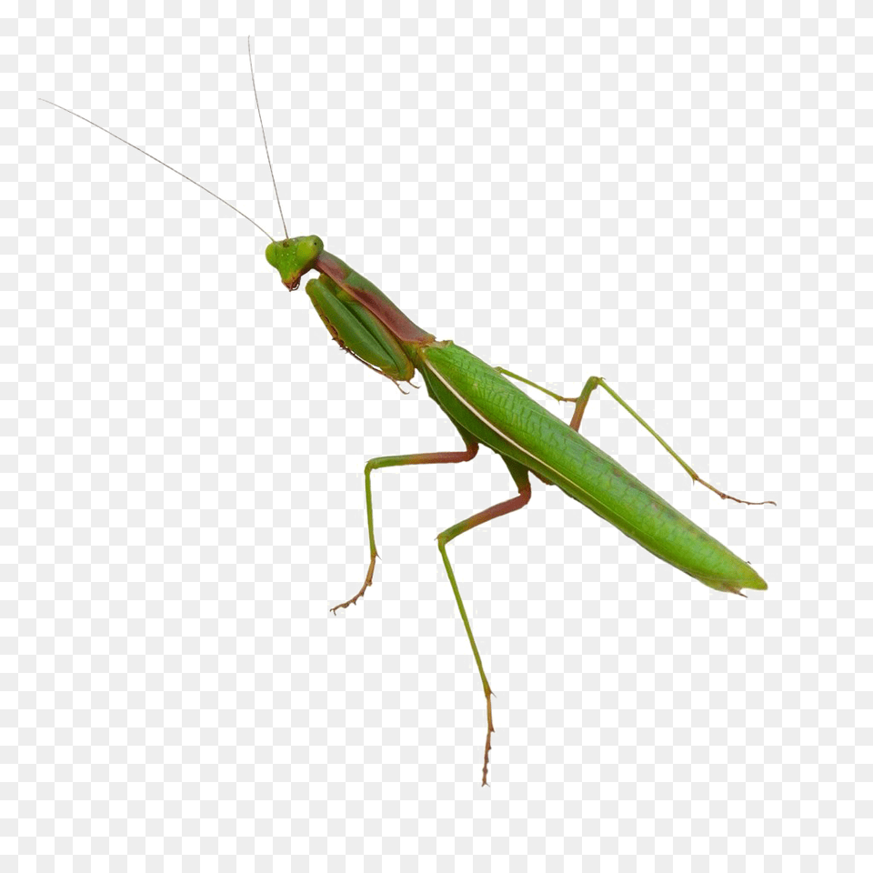 Mantis Vector, Animal, Insect, Invertebrate, Cricket Insect Free Png Download