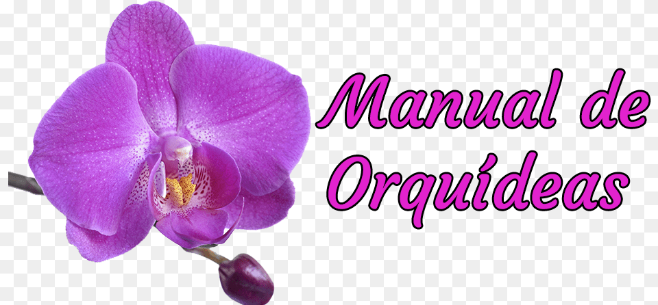 Manual De Orqudeas St Louis Cardinals Blue, Flower, Orchid, Plant, Purple Free Png Download
