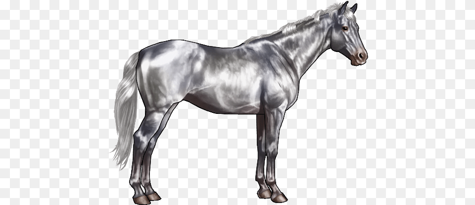 Many Believe The Famous Lipizzaner Stallions Are White Black And Grey Horse, Andalusian Horse, Animal, Mammal, Stallion Free Png Download