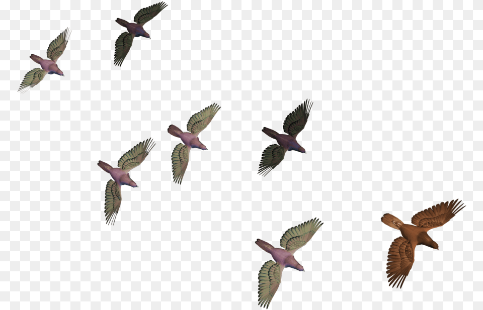 Many Bird Flying, Animal, Accipiter Free Png