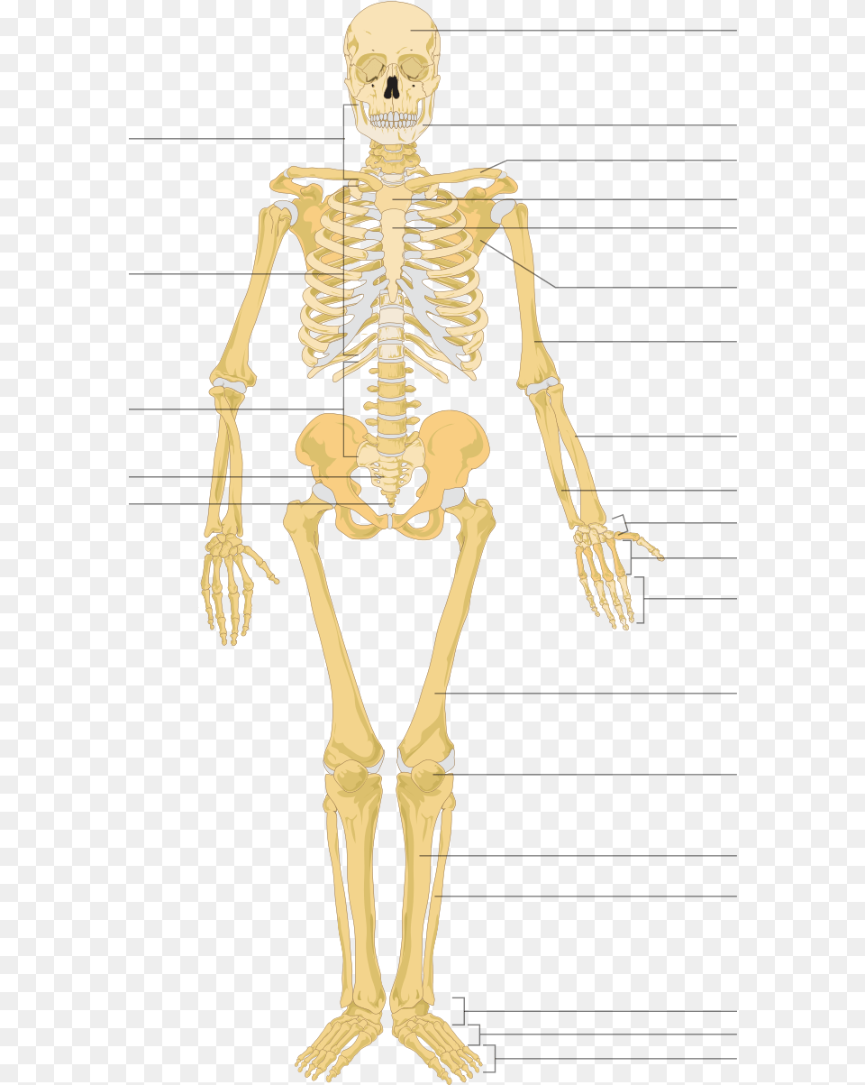 Many Bones In The Human Body, Skeleton, Adult, Female, Person Free Transparent Png