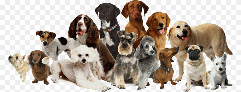 Many Breeds Of Dogs, Animal, Canine, Dog, Hound Free Transparent Png