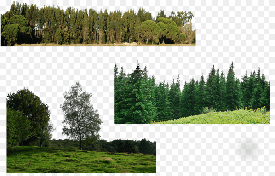 Many Trees Download Forest, Conifer, Fir, Tree, Plant Png Image