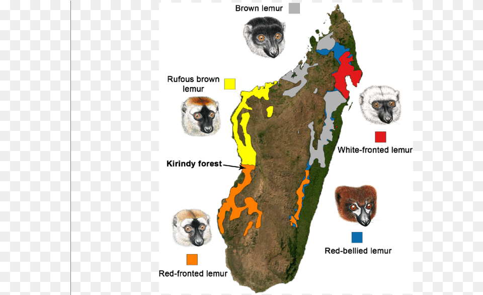 Map Of Madagascar Showing The Distribution Of Eulemur Bengal Tiger, Nature, Land, Outdoors, Chart Free Transparent Png