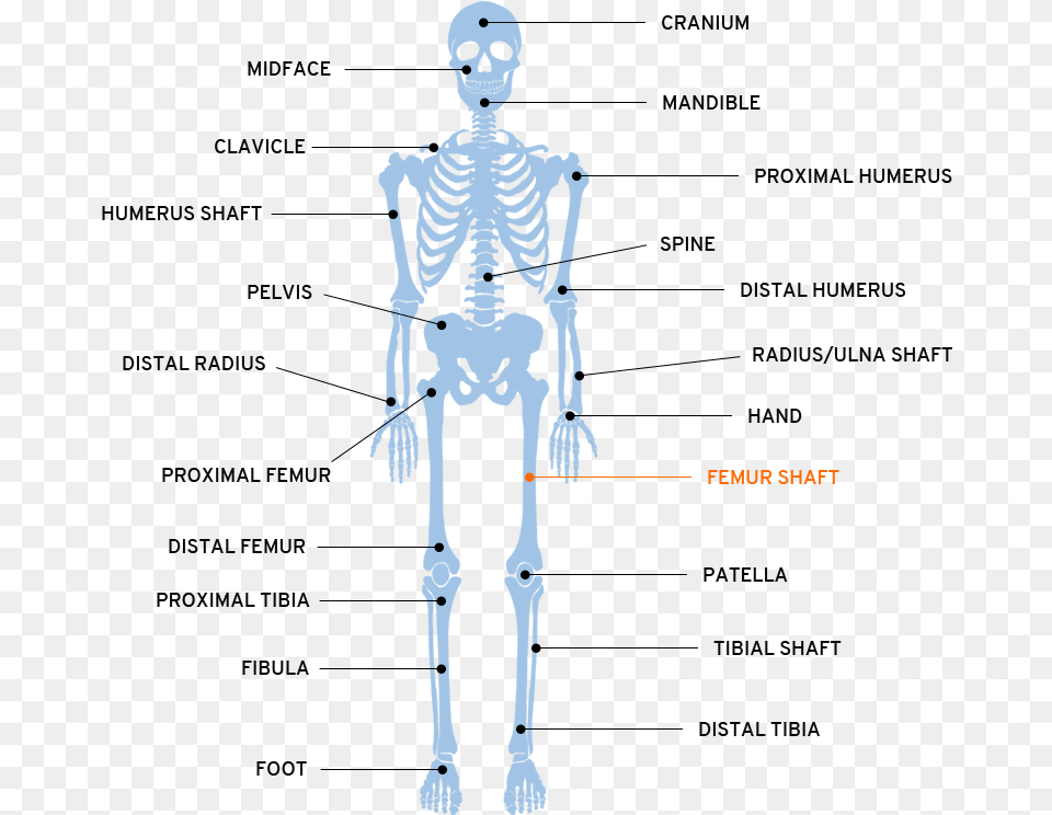 Map Plate Part Of The Body, Adult, Female, Person, Woman Png Image