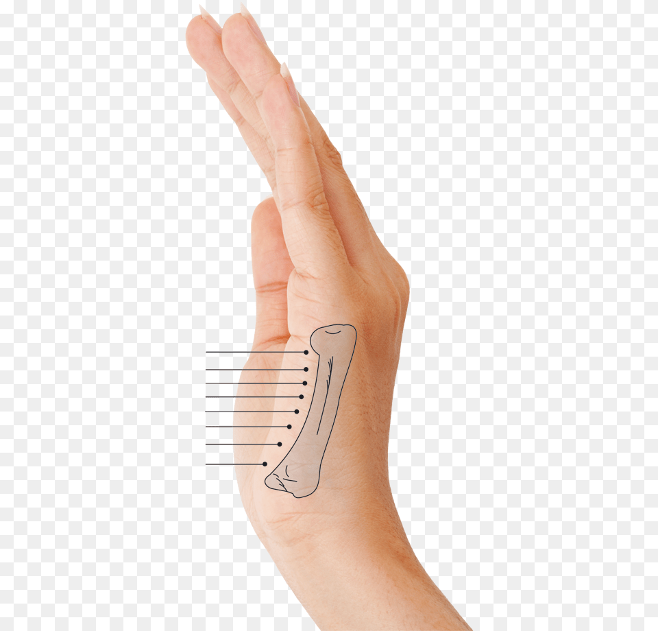 Mapa Reflexologa Manos Drawing, Wrist, Person, Hand, Finger Free Png