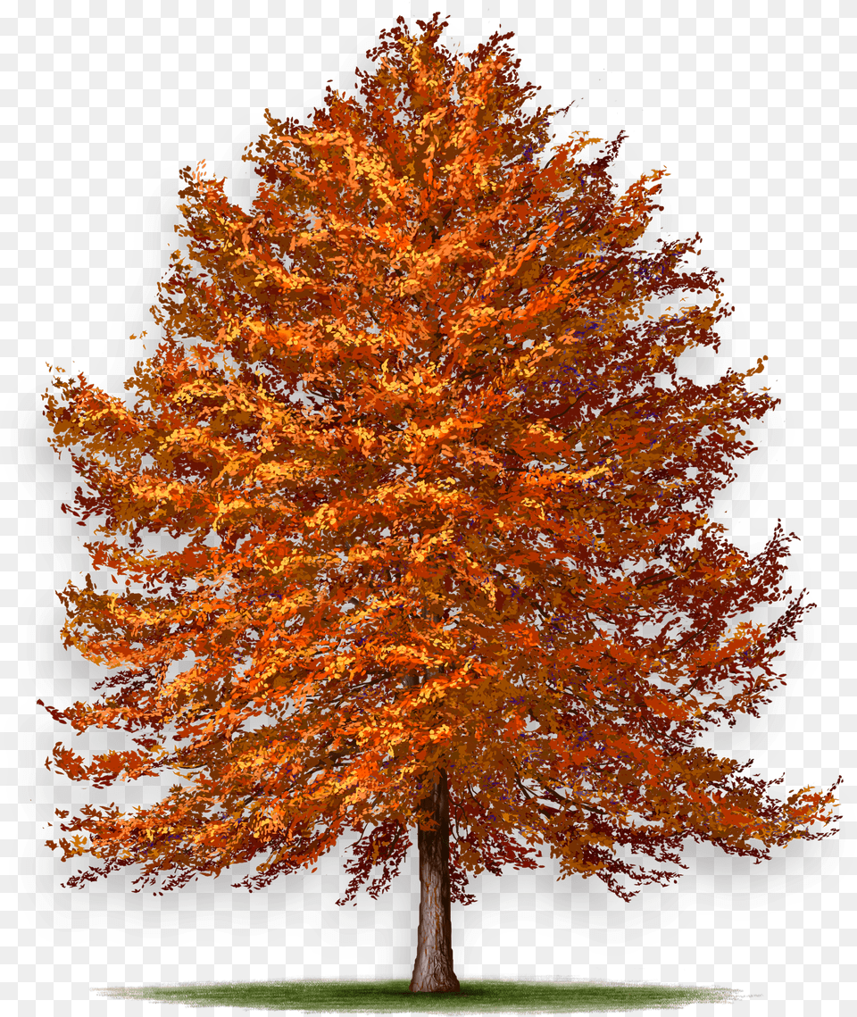 Maple, Leaf, Plant, Tree, Fir Png Image