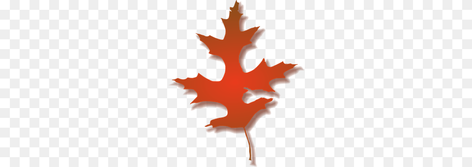 Maple Leaf, Plant, Tree, Person Png Image