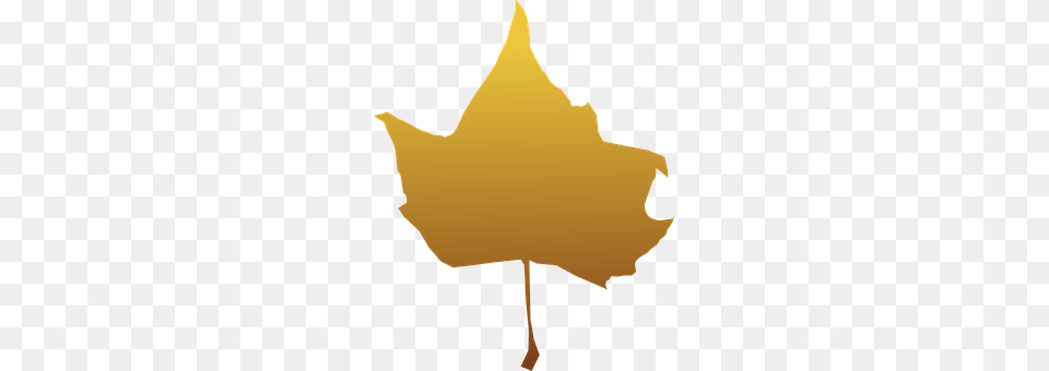 Maple Leaf, Plant, Maple Leaf, Person Free Transparent Png