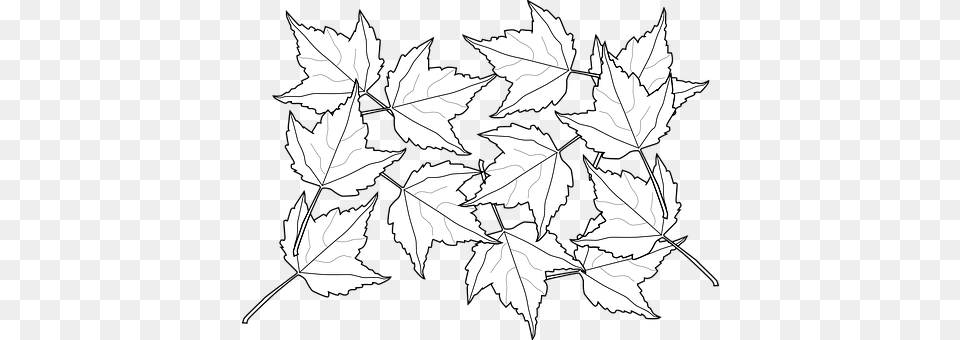 Maple Leaf, Plant, Person, Tree Free Transparent Png