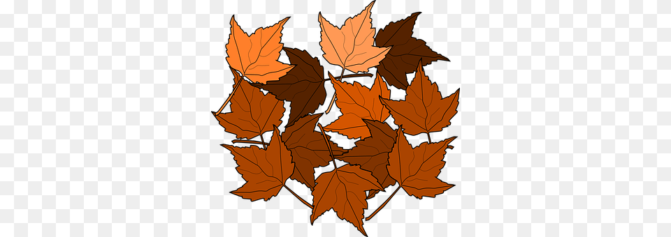 Maple Leaf, Plant, Tree, Maple Leaf Free Png