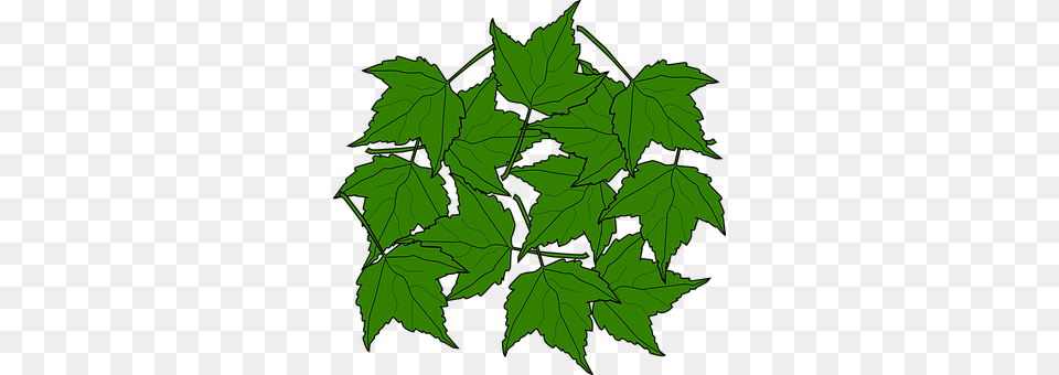 Maple Leaf, Oak, Plant, Sycamore Free Png