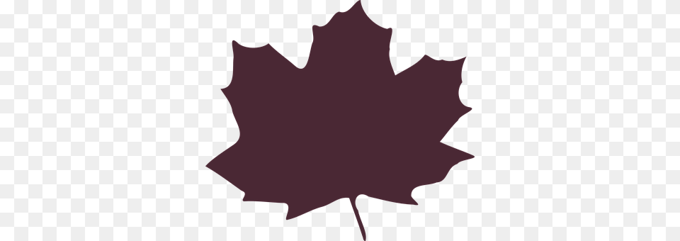 Maple Leaf, Maple Leaf, Plant, Person Png Image