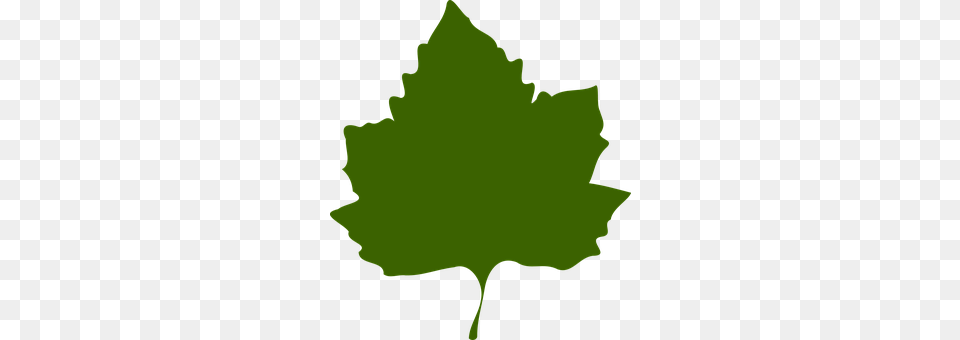 Maple Leaf, Plant, Maple Leaf, Person Free Png