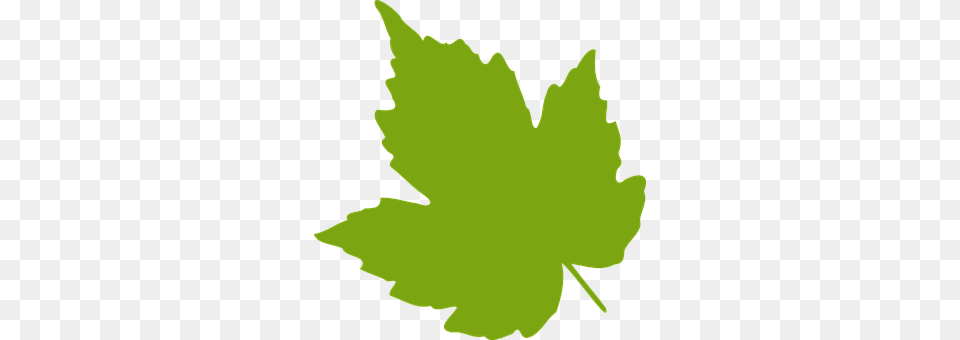 Maple Leaf, Plant, Maple Leaf, Person Png Image