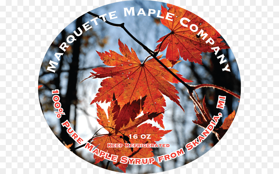 Maple, Leaf, Plant, Tree Free Transparent Png