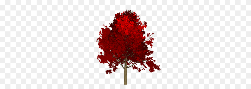 Maple Plant, Tree, Leaf, Person Free Png