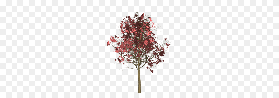 Maple Plant, Tree, Leaf, Flower Png
