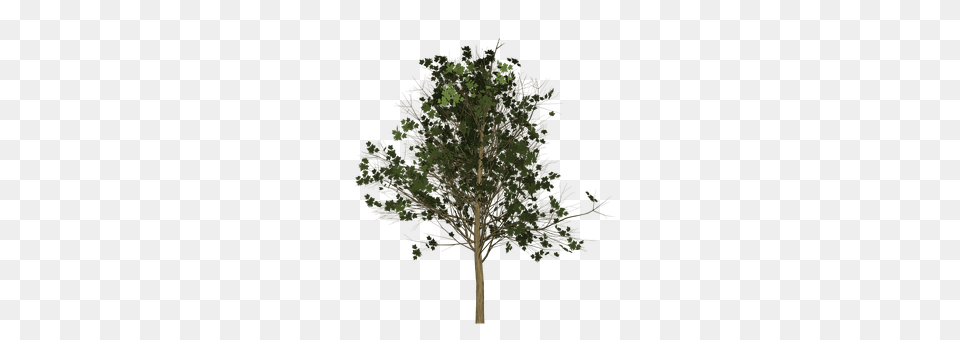 Maple Oak, Plant, Sycamore, Tree Free Png