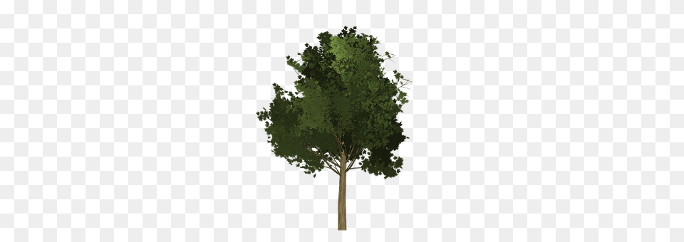 Maple Oak, Plant, Sycamore, Tree Free Png Download
