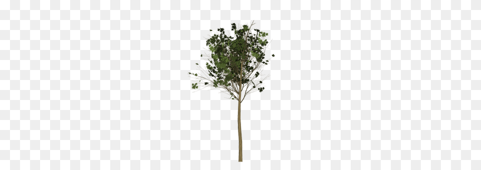 Maple Plant, Tree, Oak, Sycamore Free Transparent Png