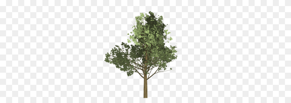 Maple Oak, Plant, Sycamore, Tree Png Image