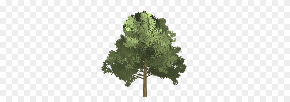 Maple Plant, Tree, Oak, Sycamore Free Png Download