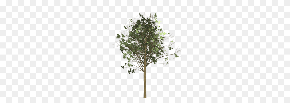 Maple Oak, Plant, Sycamore, Tree Free Transparent Png