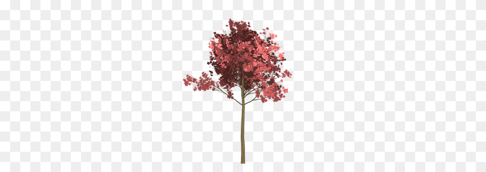 Maple Plant, Tree, Flower Png Image