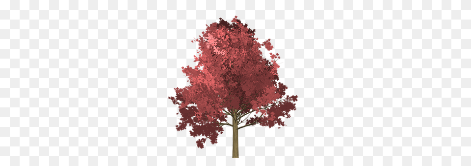 Maple Plant, Tree, Flower Png Image