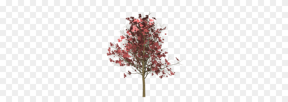 Maple Plant, Tree, Flower, Art Png