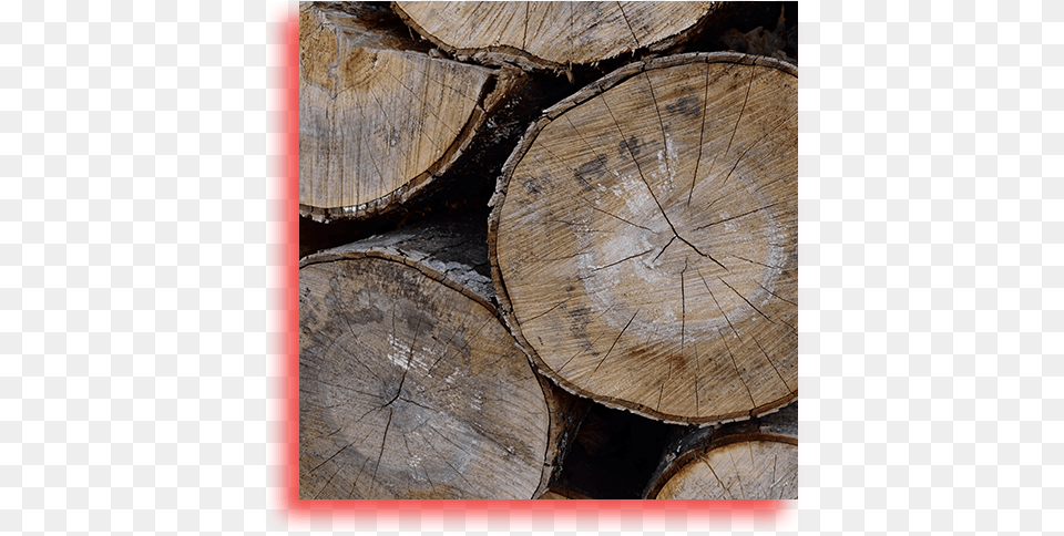 Maple, Lumber, Plant, Tree, Wood Png Image