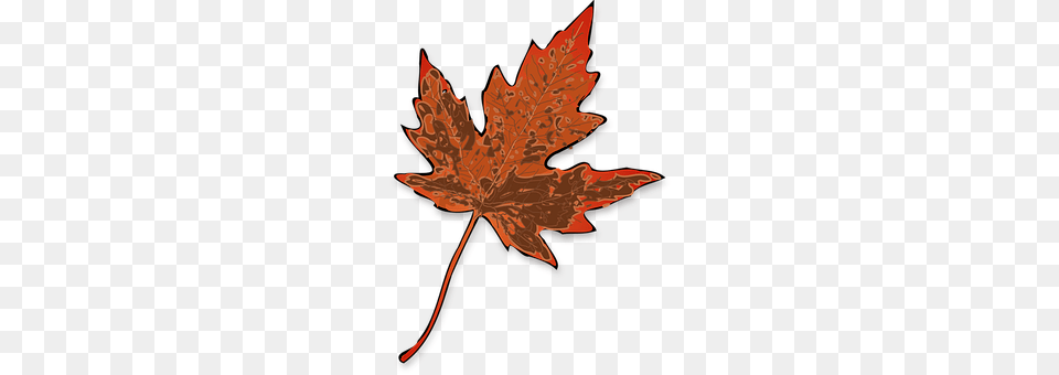 Maple Leaf, Plant, Tree, Maple Leaf Free Transparent Png