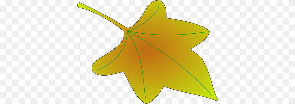 Maple Leaf, Plant, Maple Leaf, Tree Png Image
