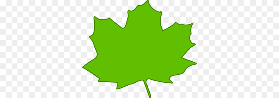 Maple Leaf, Maple Leaf, Plant, Blouse Png