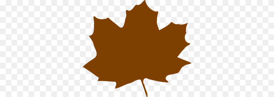 Maple Leaf, Maple Leaf, Plant, Person Free Png Download