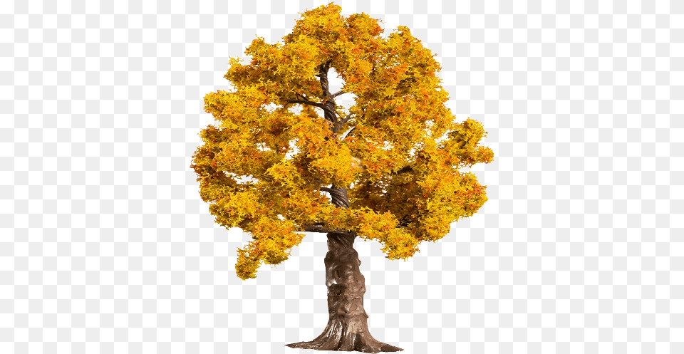 Maple, Oak, Plant, Sycamore, Tree Png