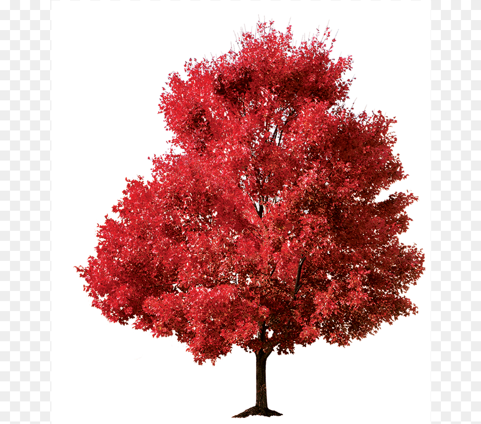 Maple, Plant, Tree, Leaf Png Image