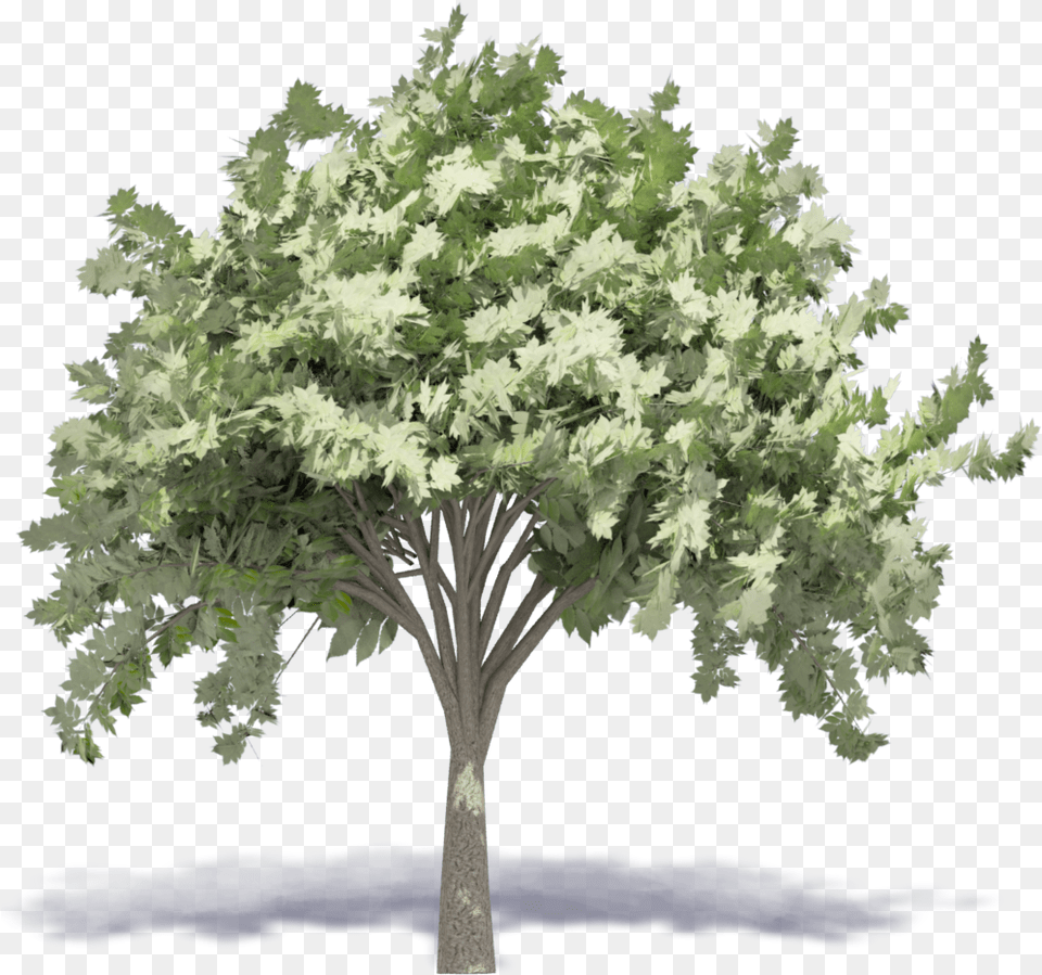 Maple, Oak, Plant, Sycamore, Tree Free Transparent Png
