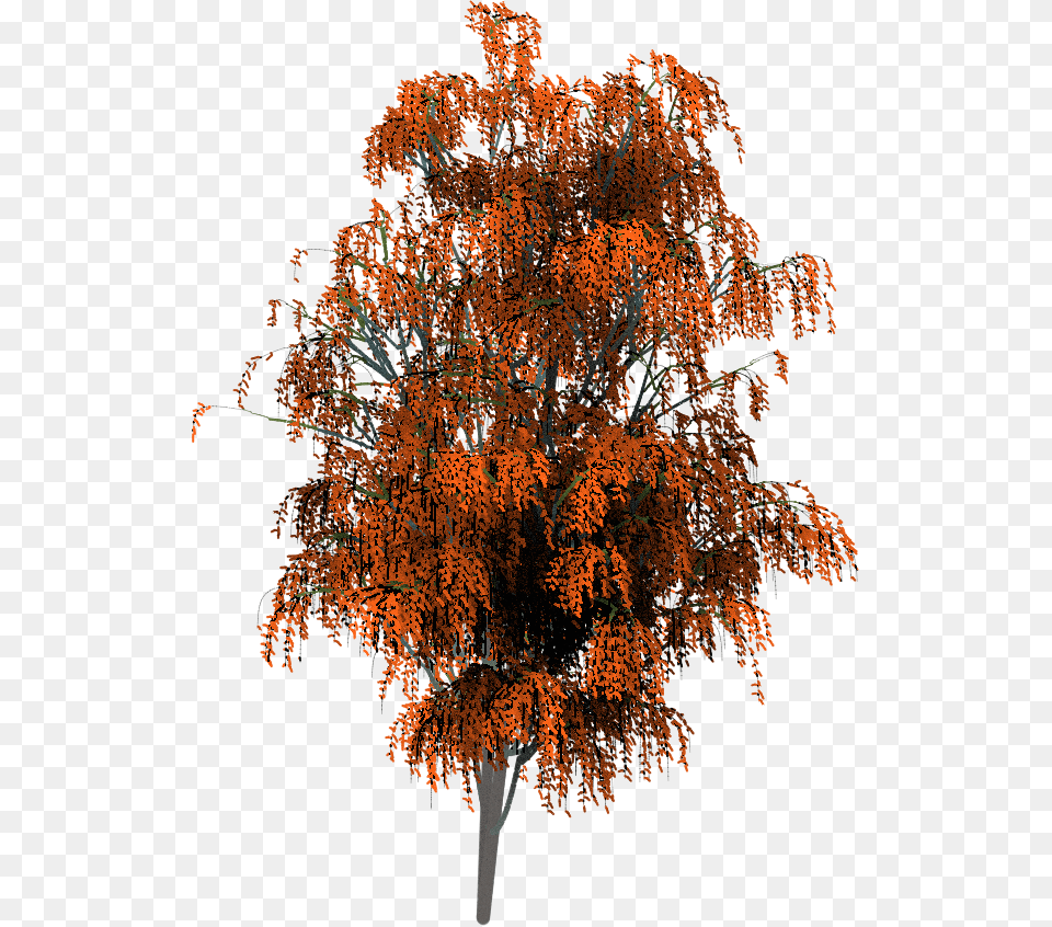 Maple, Plant, Tree, Chandelier, Lamp Free Transparent Png