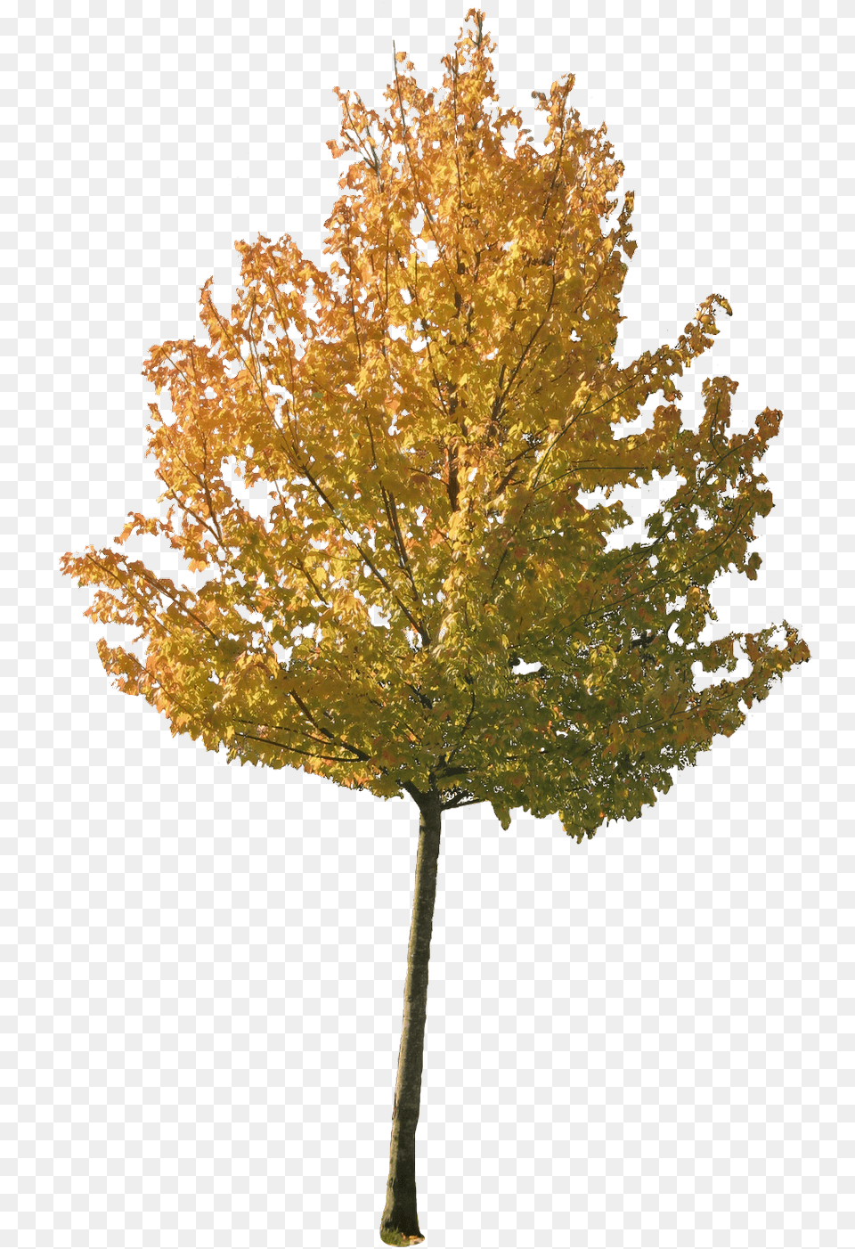 Maple, Leaf, Plant, Tree Free Png