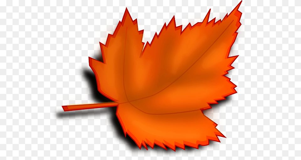 Maple Autumn Fall Leaf Orange Shades Frunze Toamna, Plant, Tree, Dynamite, Maple Leaf Png Image